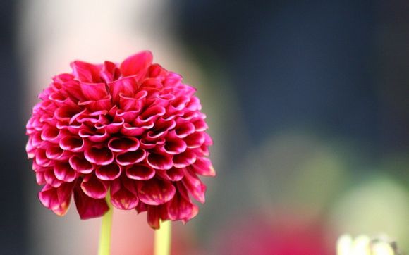 华为音箱来货价多少钱