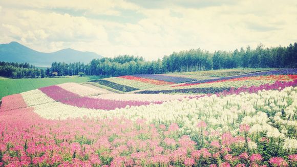 写夏天的诗句